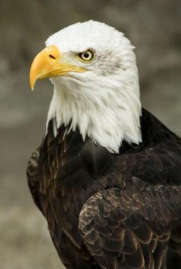 bald eagle bird predator