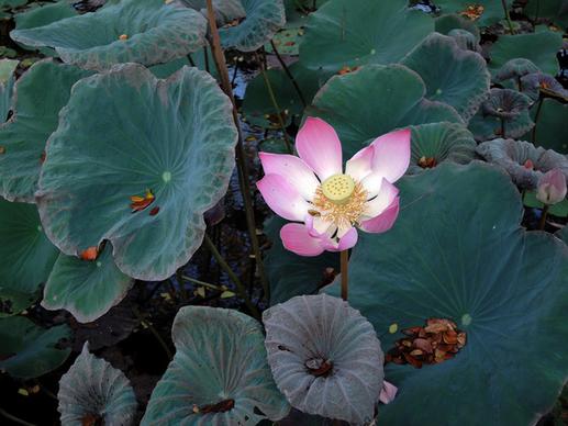 bali lotus