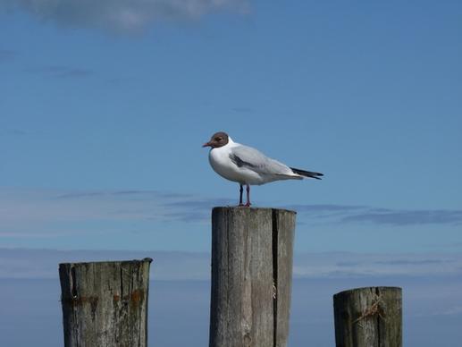 baltic sea gull dar