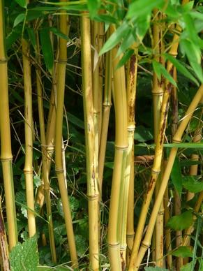 bamboo bamboo rods gold bamboo tube