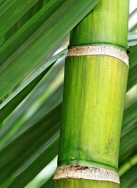 bamboo closeup picture