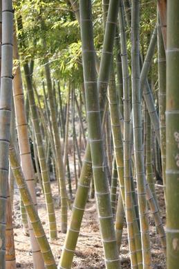 bamboo yellow bamboo vs grove