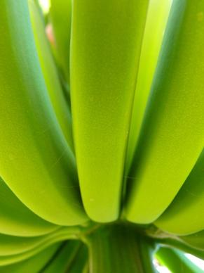 banana banana shrub green