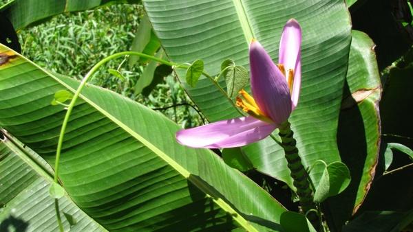 banana flower flower atlantic rainforest