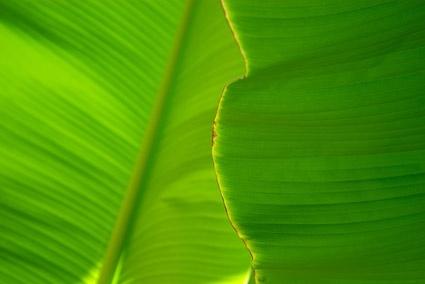 banana leaf quality picture 3
