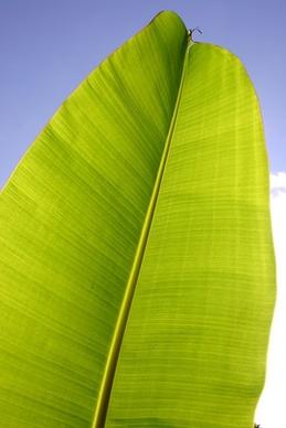 banana leaf quality picture 4
