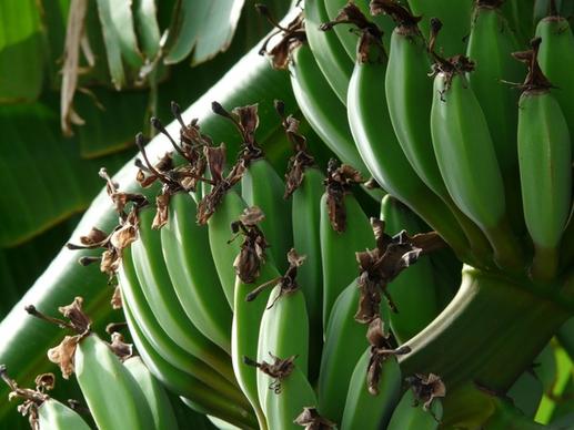bananas banana bunch shrub