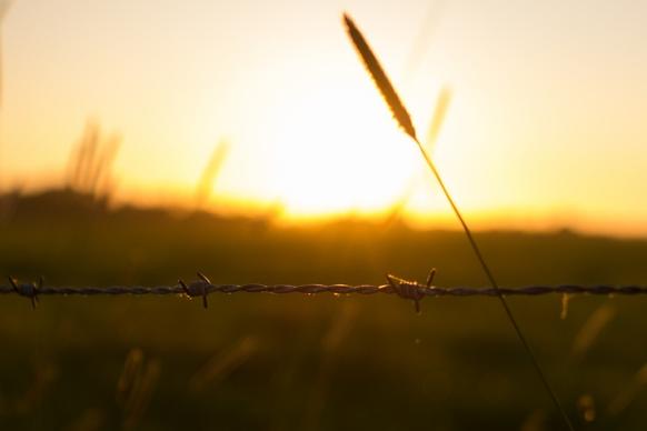 barb wire in the sun