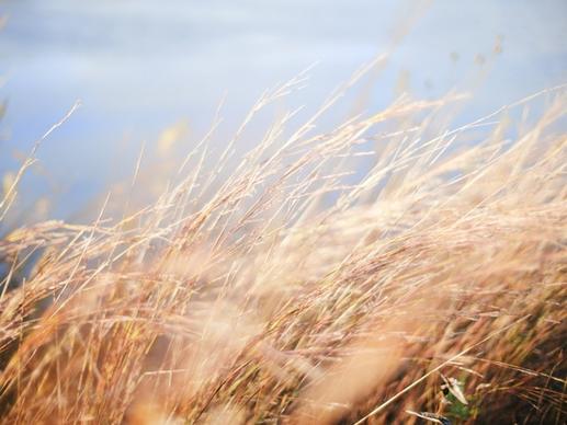 barley blur cereal corn crop ear field gold grain