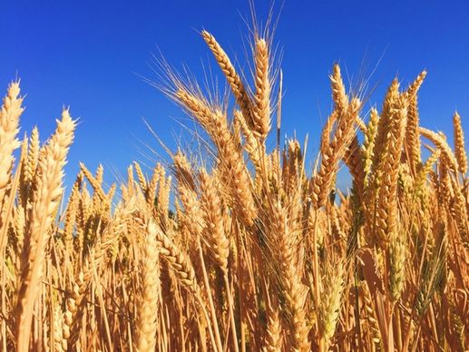barley bread cereal corn country crop ear farm