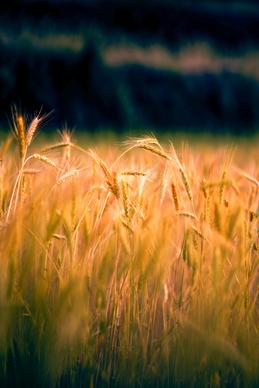 barley field picture closeup contrast blurred