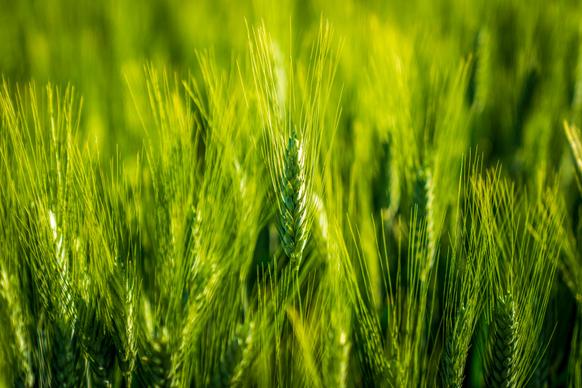barley field picture elegant green closeup 