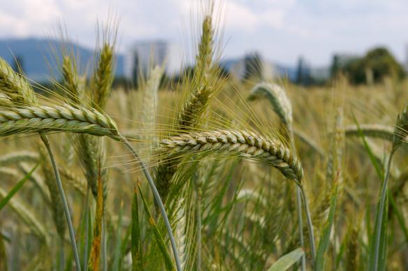 barley field scenery picture elegant blurred closeup 