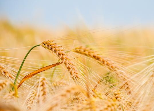 barley field scenery picture elegant bright closeup 