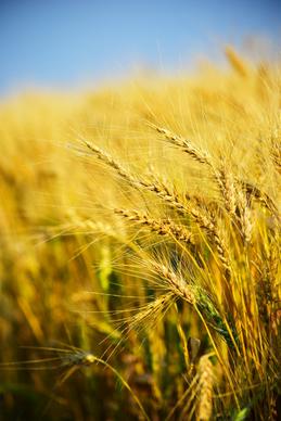 barley field scenery picture elegant closeup blurred 