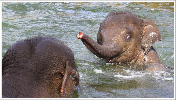 bathing baby elefant