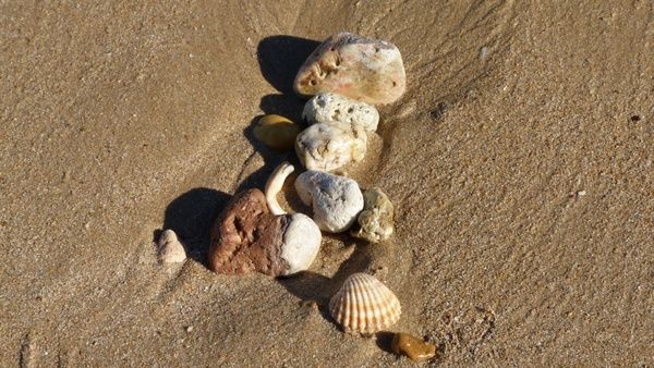 beach beach sand shell