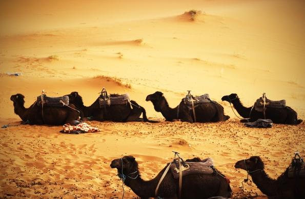 beach camel caravan desert dry fish fisherman group