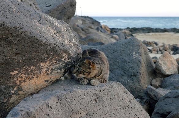 beach cat
