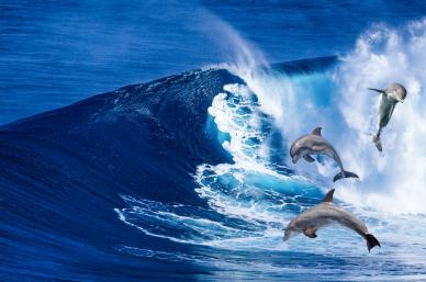 beach scenery picture dynamic dolphins waves scene