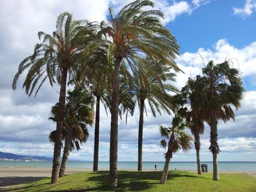 beach sea palms