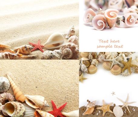 beach shells and highdefinition picture