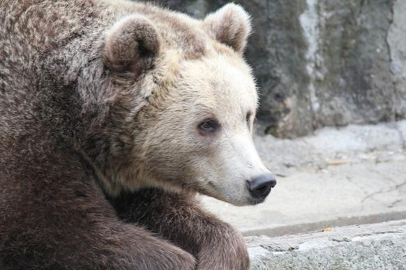 bear bears zoo