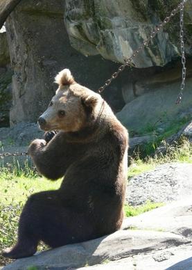 bear brown bear sit