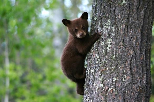 bear cub tree