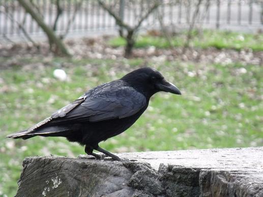 beaumont park crow 1202 3