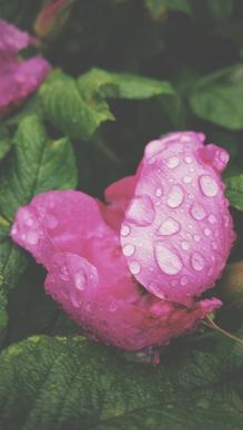 beautiful bloom color delicate dew drop floral