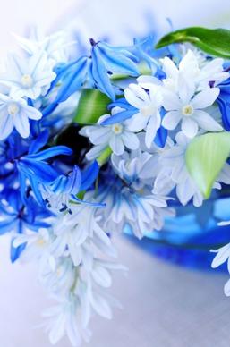 beautiful blue flowers 02 hd pictures