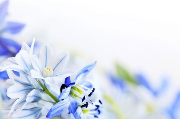 beautiful blue flowers 03 hd picture