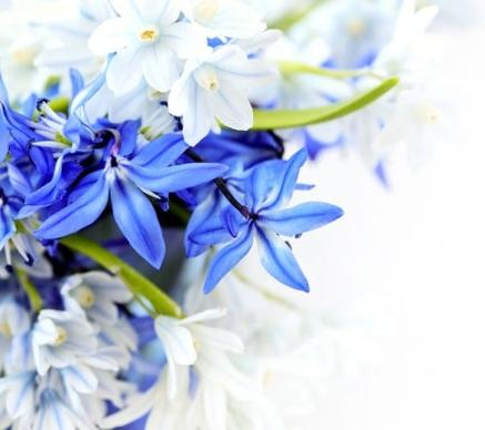 beautiful blue flowers 04 hd pictures