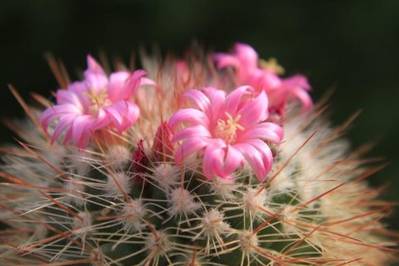 beautiful cacti cactus