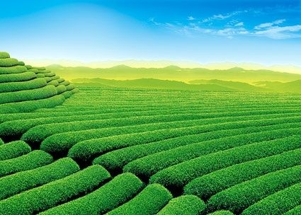 beautiful green fields stock photo