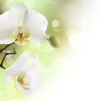 beautiful orchids in highdefinition picture 3