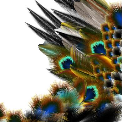 beautiful peacock feathers background graphics