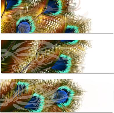 beautiful peacock feathers vector banners