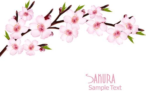 beautiful sakura vector background graphics