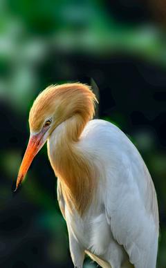 beautiful stork picture elegant contrast closeup