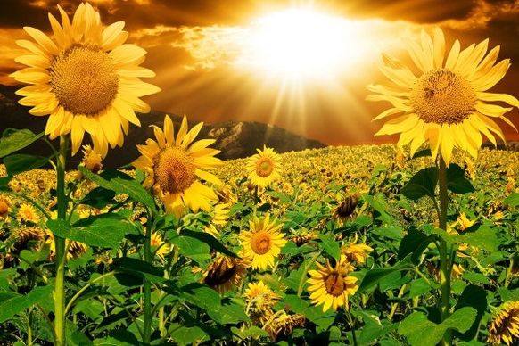 beautiful sunflower hd picture 2