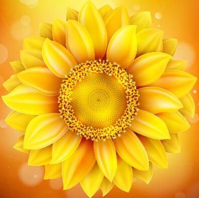 beautiful sunflowers golden background set vector