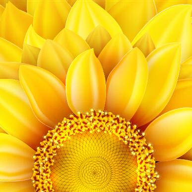 beautiful sunflowers golden background set vector