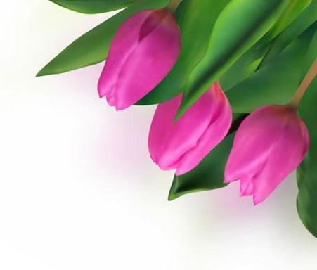 tulips background modern green pink decor realistic design