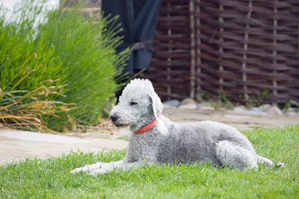bedlington terrier dog canine