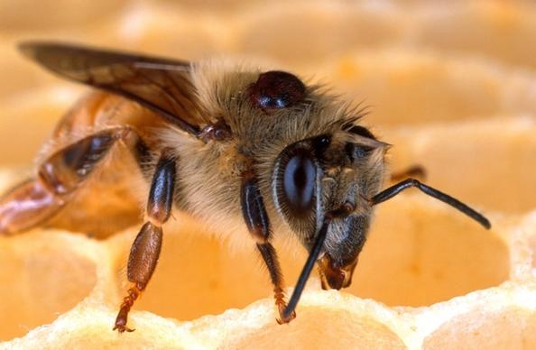 bee honeybee honeycomb