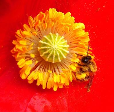 bee on poppy insect bee on flower