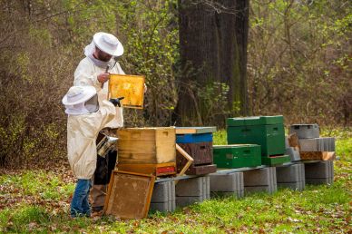 beekeeper work picture dynamic modern