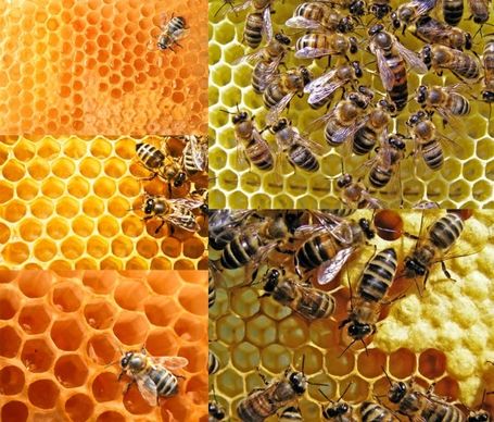 bees and honeycomb highdefinition picture